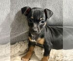 Small #3 Chihuahua Mix