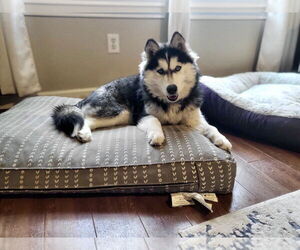 Siberian Husky Dogs for adoption in Carrollton, TX, USA