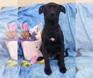 Labrador Retriever-Unknown Mix Dogs for adoption in Wetumpka, AL, USA