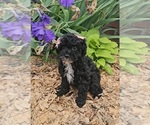 Small #4 Poodle (Toy)