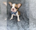 Small Faux Frenchbo Bulldog