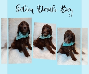 Goldendoodle-Poodle (Standard) Mix Puppy for sale in INDIANAPOLIS, IN, USA