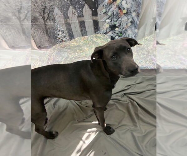 Medium Photo #3 Weimaraner Puppy For Sale in Bryant, AR, USA