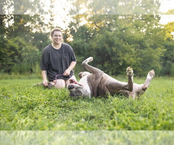 Medium Photo #3 American Pit Bull Terrier-Unknown Mix Puppy For Sale in Spring Lake, NC, USA