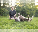 Small #2 American Pit Bull Terrier Mix