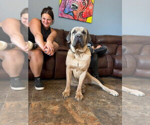 Mutt Dogs for adoption in Goodyear, AZ, USA