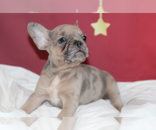 Medium Photo #2 French Bulldog Puppy For Sale in PLANO, TX, USA
