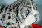 Small Photo #4 Bulldog Puppy For Sale in ARLINGTON, TX, USA