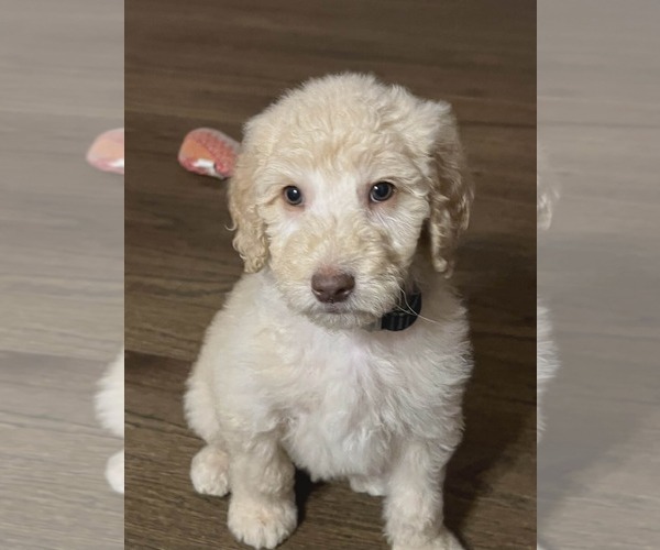 Medium Photo #3 Golden Retriever Puppy For Sale in Croydon, NH, USA