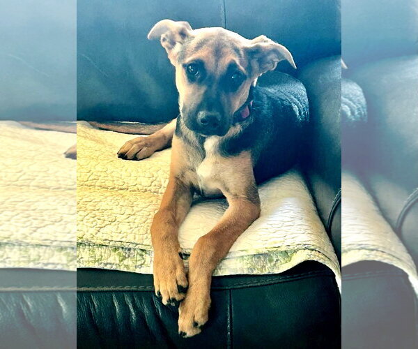 Medium Photo #1 Mutt Puppy For Sale in San Diego, CA, USA