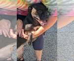 Small #2 Boxer Mix