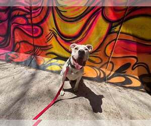 American Pit Bull Terrier-Unknown Mix Dogs for adoption in Oskaloosa, IA, USA