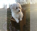 Small Photo #10 Havachon Puppy For Sale in NIANGUA, MO, USA