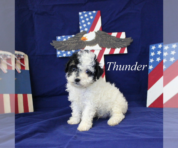 Medium Photo #9 Poodle (Toy) Puppy For Sale in CHANUTE, KS, USA