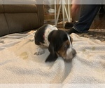 Small Photo #8 Basset Hound Puppy For Sale in MUNCIE, IN, USA