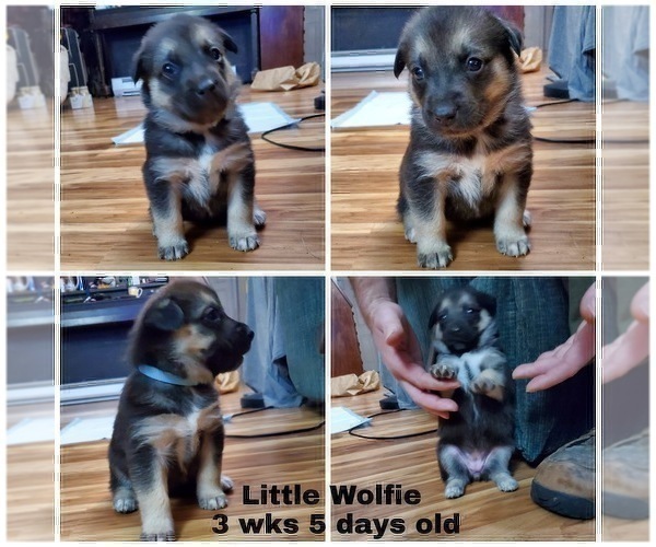 Medium Photo #4 Beagle-Siberian Husky Mix Puppy For Sale in SPRINGFIELD, OR, USA
