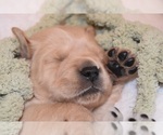 Small Photo #21 Golden Retriever Puppy For Sale in RICHMOND, TX, USA