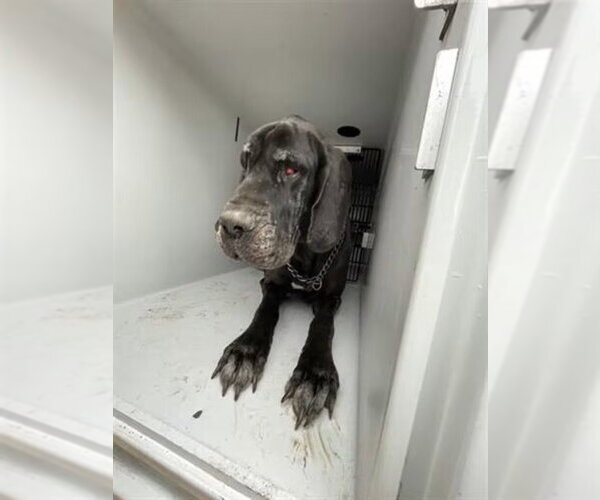 Medium Photo #6 Great Dane Puppy For Sale in Bullard, TX, USA