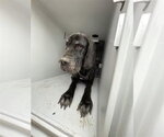 Small #5 Great Dane