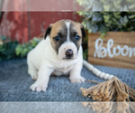 Small #2 Jack Russell Terrier