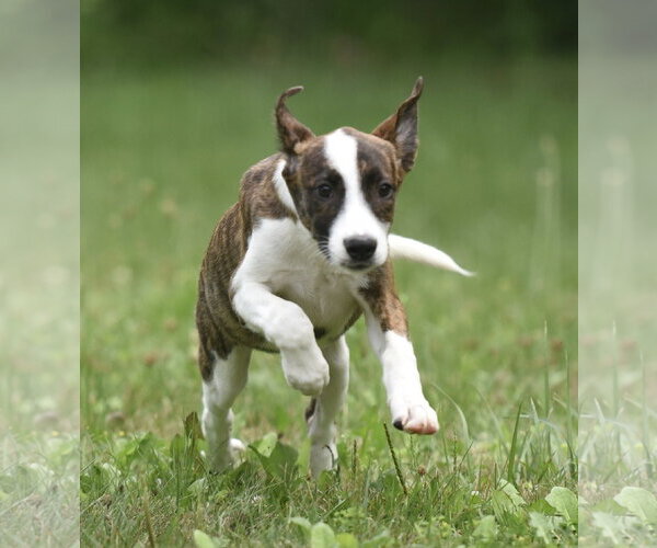 Medium Photo #5 Plott Hound-Unknown Mix Puppy For Sale in Mechanicsburg, PA, USA
