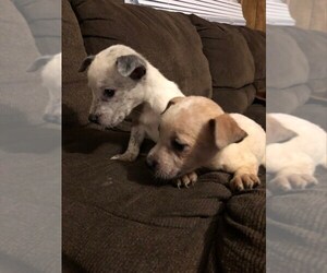 Australian Cattle Dog Puppy for sale in NASHVILLE, TN, USA