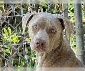 American Pit Bull Terrier Dogs for adoption in Redwood City, CA, USA