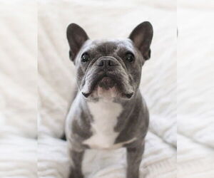 French Bulldog Dogs for adoption in St. Louis Park, MN, USA