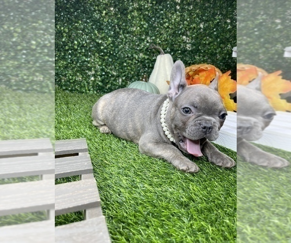 Medium Photo #5 French Bulldog Puppy For Sale in LOS ANGELES, CA, USA