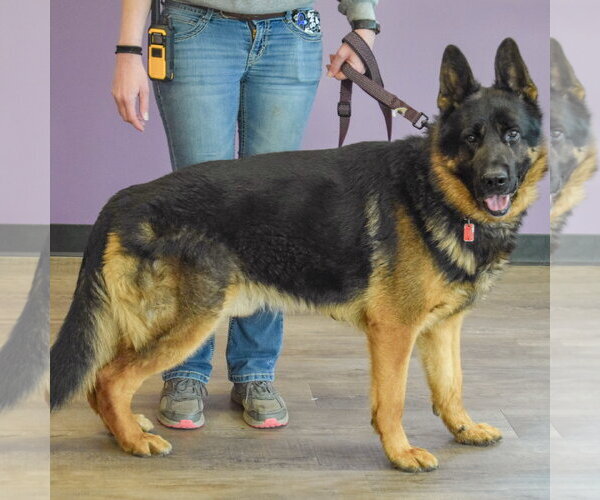 Medium Photo #2 German Shepherd Dog Puppy For Sale in Huntley, IL, USA