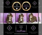 Small #6 Poodle (Miniature)