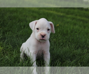 Boxer Puppy for sale in SHILOH, OH, USA