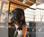 Small Photo #27 German Shepherd Dog Puppy For Sale in GRAHAM, MO, USA