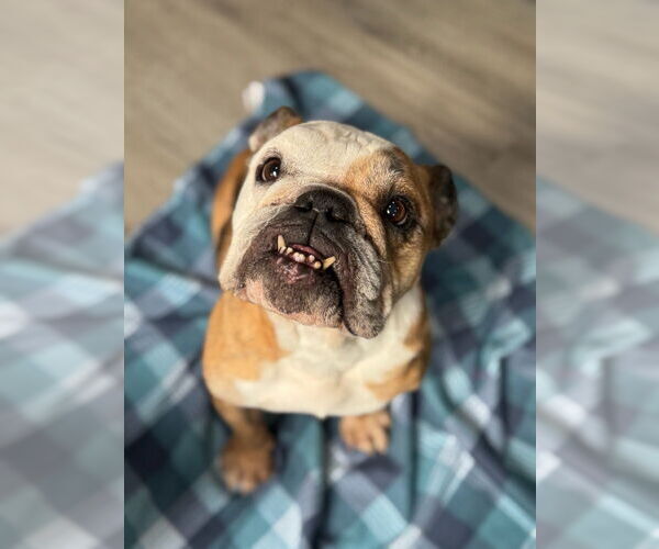 Medium Photo #3 Bulldog Puppy For Sale in Oak Bluffs, MA, USA