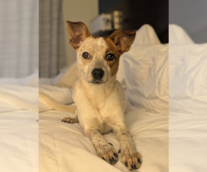 Mutt Dogs for adoption in Garden City, NY, USA