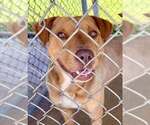 Small #1 Labrador Retriever Mix