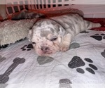 Puppy 2 French Bulldog