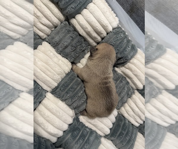 Medium Photo #3 French Bulldog Puppy For Sale in OPP, AL, USA