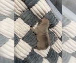 Small #2 French Bulldog