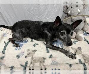 Chihuahua Dogs for adoption in Modesto, CA, USA