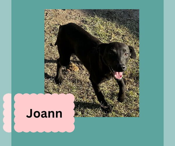 Medium Photo #4 American Staffordshire Terrier-English Shepherd Mix Puppy For Sale in Coralville, IA, USA