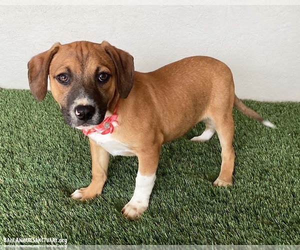 Medium Photo #3 Beagle-Unknown Mix Puppy For Sale in San Diego, CA, USA