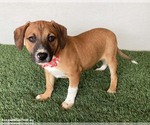 Small #2 Beagle Mix