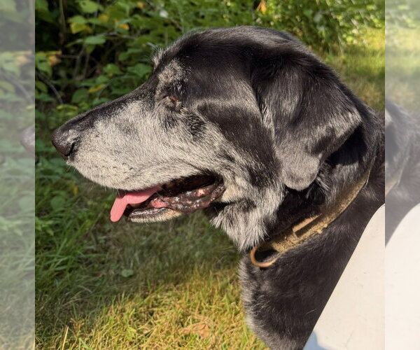 Medium Photo #3 Labrador Retriever Puppy For Sale in Minneapolis, MN, USA