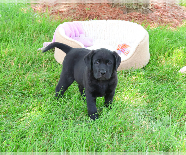 Medium Photo #2 Labrador Retriever Puppy For Sale in SYRACUSE, IN, USA