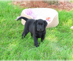 Small #1 Labrador Retriever