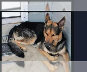 German Shepherd Dog-Unknown Mix Dogs for adoption in San Antonio, TX, USA