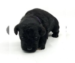 Small Photo #8 Schnauzer (Miniature) Puppy For Sale in WINTERVILLE, GA, USA