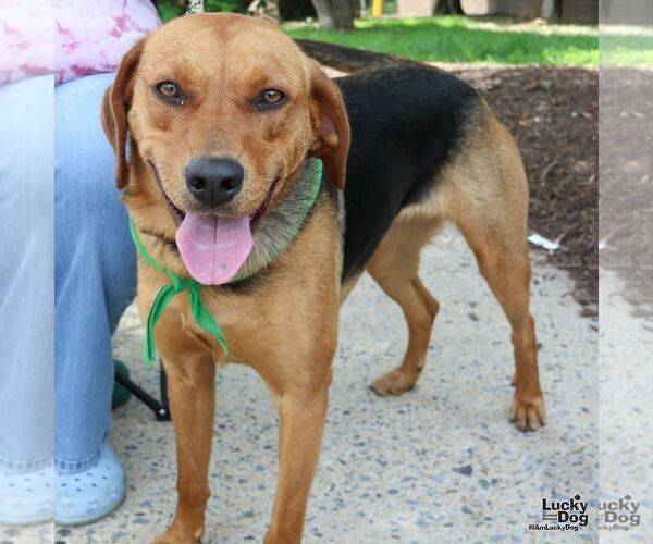 Medium Photo #12 Retriever -Unknown Mix Puppy For Sale in Washington, DC, USA