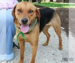 Small #11 Retriever  Mix
